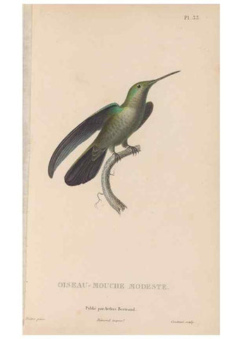 Reproducción/Reproduction 48307519067: Histoire naturelle des oiseaux-mouches :. Paris :Arthus Bertrand,[1829-1830].. 
