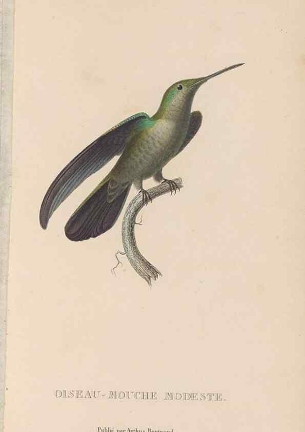 Reproducción/Reproduction 48307519067: Histoire naturelle des oiseaux-mouches :. Paris :Arthus Bertrand,[1829-1830].. 