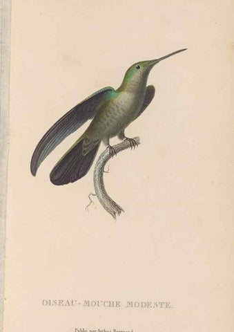 Reproducción/Reproduction 48307519067: Histoire naturelle des oiseaux-mouches :. Paris :Arthus Bertrand,[1829-1830].. 
