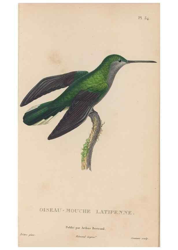 Reproducción/Reproduction 48307519452: Histoire naturelle des oiseaux-mouches :. Paris :Arthus Bertrand,[1829-1830].. 