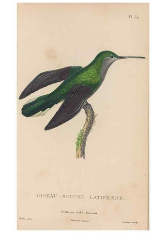Reproducción/Reproduction 48307519452: Histoire naturelle des oiseaux-mouches :. Paris :Arthus Bertrand,[1829-1830].. 