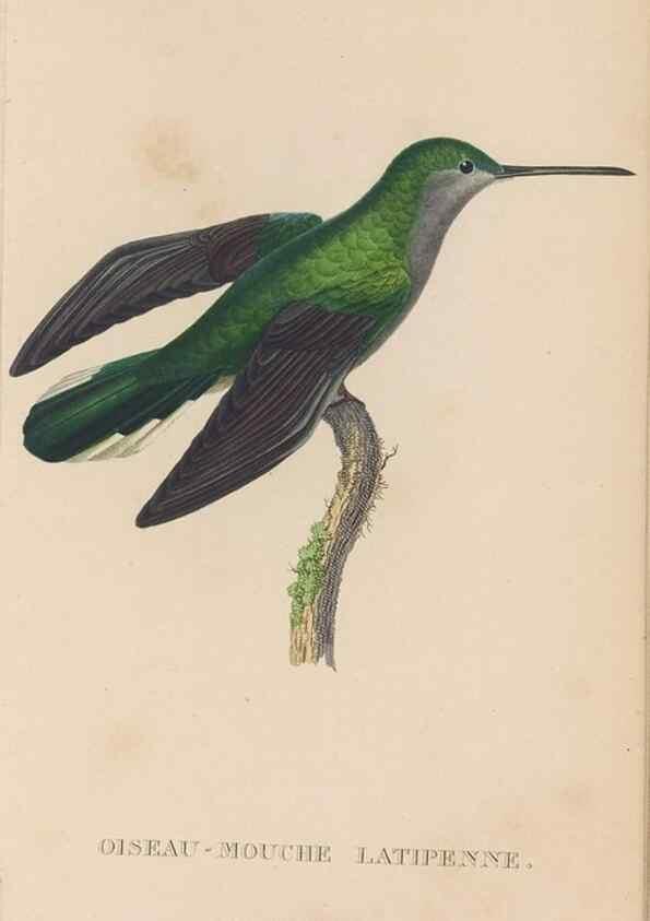 Reproducción/Reproduction 48307519452: Histoire naturelle des oiseaux-mouches :. Paris :Arthus Bertrand,[1829-1830].. 