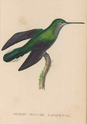 Reproducción/Reproduction 48307519452: Histoire naturelle des oiseaux-mouches :. Paris :Arthus Bertrand,[1829-1830].. 