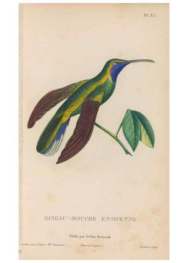Reproducción/Reproduction 48307519892: Histoire naturelle des oiseaux-mouches :. Paris :Arthus Bertrand,[1829-1830].. 