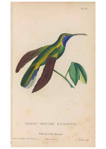 Reproducción/Reproduction 48307519892: Histoire naturelle des oiseaux-mouches :. Paris :Arthus Bertrand,[1829-1830].. 