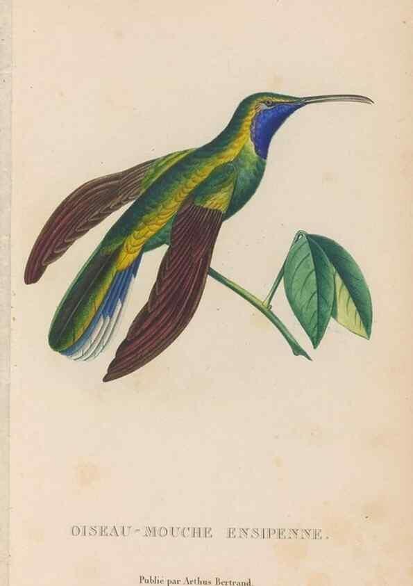 Reproducción/Reproduction 48307519892: Histoire naturelle des oiseaux-mouches :. Paris :Arthus Bertrand,[1829-1830].. 
