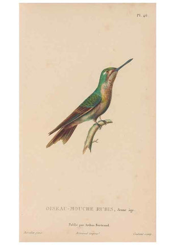 Reproducción/Reproduction 48307410326: Histoire naturelle des oiseaux-mouches :. Paris :Arthus Bertrand,[1829-1830].. 