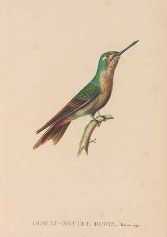 Reproducción/Reproduction 48307410326: Histoire naturelle des oiseaux-mouches :. Paris :Arthus Bertrand,[1829-1830].. 