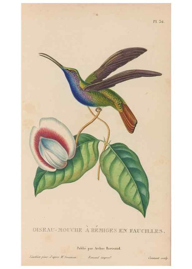 Reproducción/Reproduction 48307406351: Histoire naturelle des oiseaux-mouches :. Paris :Arthus Bertrand,[1829-1830].. 