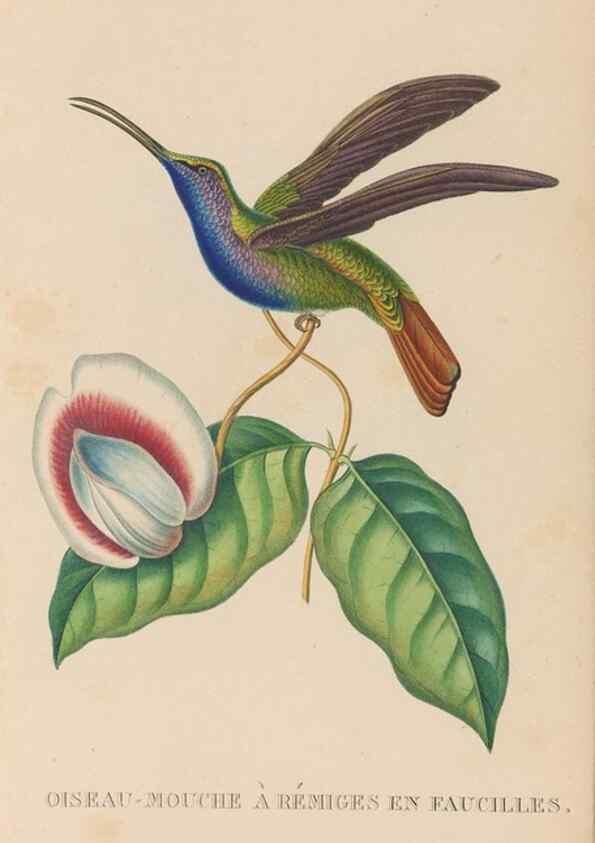 Reproducción/Reproduction 48307406351: Histoire naturelle des oiseaux-mouches :. Paris :Arthus Bertrand,[1829-1830].. 