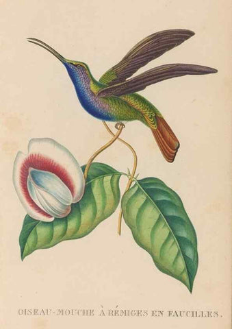 Reproducción/Reproduction 48307406351: Histoire naturelle des oiseaux-mouches :. Paris :Arthus Bertrand,[1829-1830].. 