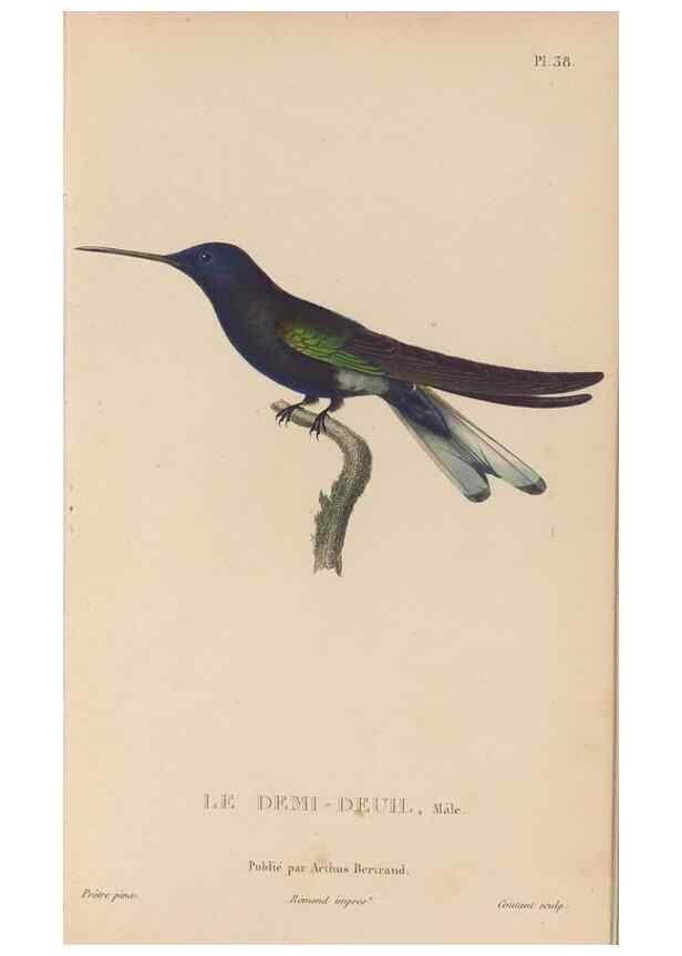 Reproducción/Reproduction 48307407246: Histoire naturelle des oiseaux-mouches :. Paris :Arthus Bertrand,[1829-1830].. 