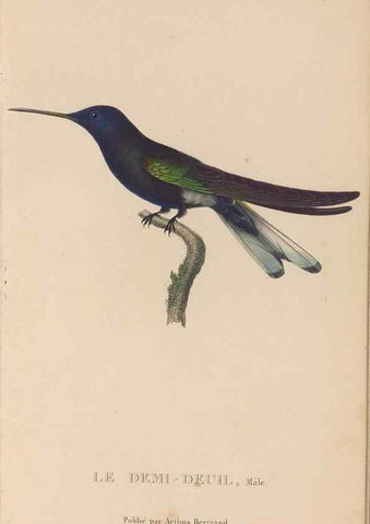 Reproducción/Reproduction 48307407246: Histoire naturelle des oiseaux-mouches :. Paris :Arthus Bertrand,[1829-1830].. 