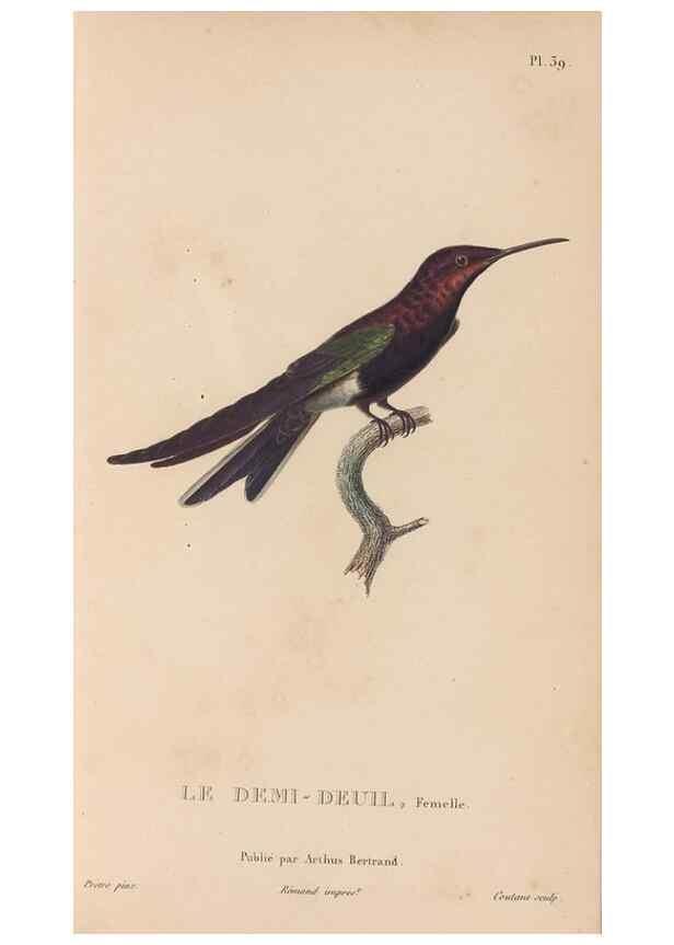 Reproducción/Reproduction 48307407651: Histoire naturelle des oiseaux-mouches :. Paris :Arthus Bertrand,[1829-1830].. 