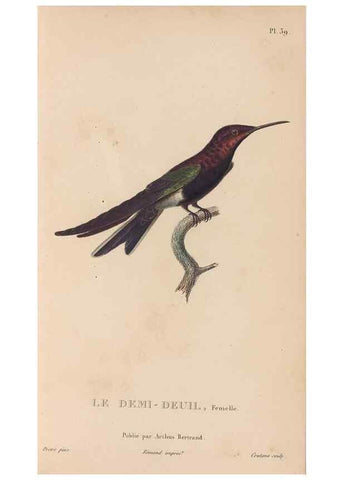 Reproducción/Reproduction 48307407651: Histoire naturelle des oiseaux-mouches :. Paris :Arthus Bertrand,[1829-1830].. 