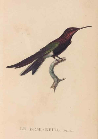 Reproducción/Reproduction 48307407651: Histoire naturelle des oiseaux-mouches :. Paris :Arthus Bertrand,[1829-1830].. 