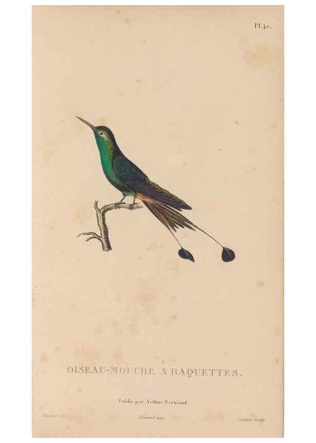 Reproducción/Reproduction 48307522077: Histoire naturelle des oiseaux-mouches :. Paris :Arthus Bertrand,[1829-1830].. 