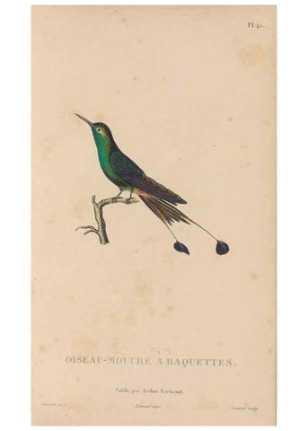Reproducción/Reproduction 48307522077: Histoire naturelle des oiseaux-mouches :. Paris :Arthus Bertrand,[1829-1830].. 