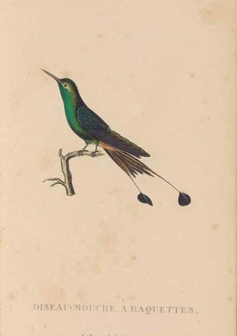 Reproducción/Reproduction 48307522077: Histoire naturelle des oiseaux-mouches :. Paris :Arthus Bertrand,[1829-1830].. 