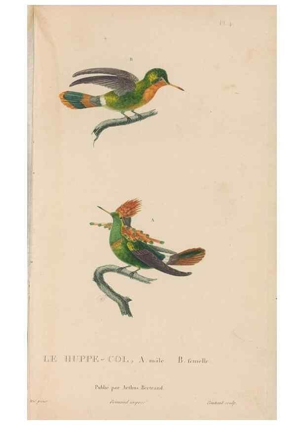 Reproducción/Reproduction 48307522347: Histoire naturelle des oiseaux-mouches :. Paris :Arthus Bertrand,[1829-1830].. 