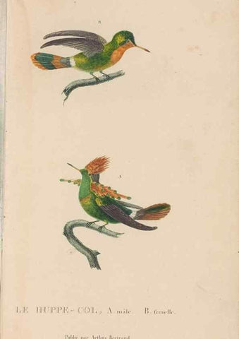 Reproducción/Reproduction 48307522347: Histoire naturelle des oiseaux-mouches :. Paris :Arthus Bertrand,[1829-1830].. 