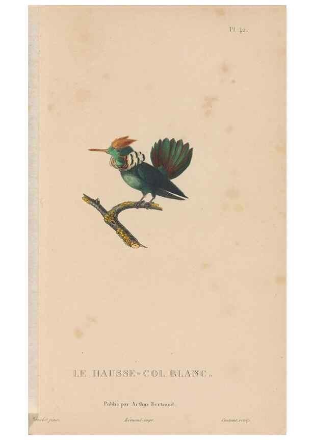 Reproducción/Reproduction 48307522727: Histoire naturelle des oiseaux-mouches :. Paris :Arthus Bertrand,[1829-1830].. 