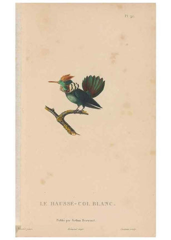 Reproducción/Reproduction 48307522727: Histoire naturelle des oiseaux-mouches :. Paris :Arthus Bertrand,[1829-1830].. 