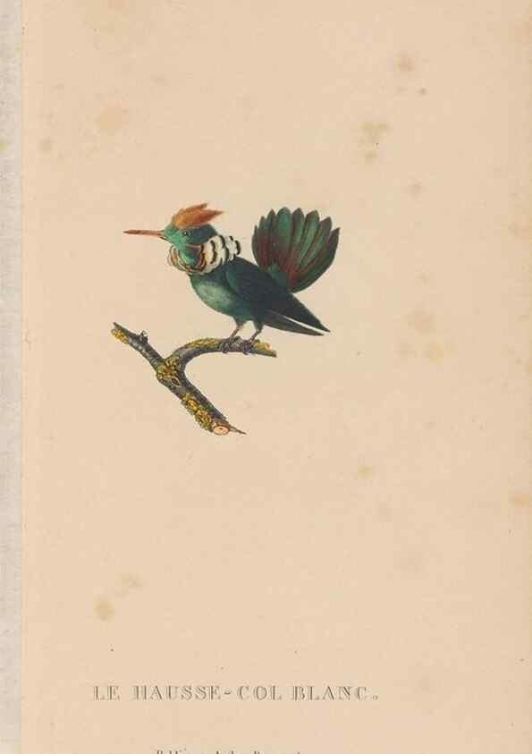 Reproducción/Reproduction 48307522727: Histoire naturelle des oiseaux-mouches :. Paris :Arthus Bertrand,[1829-1830].. 