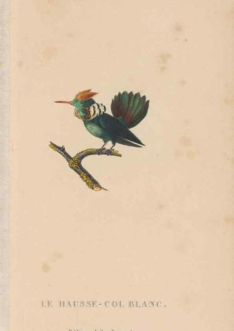 Reproducción/Reproduction 48307522727: Histoire naturelle des oiseaux-mouches :. Paris :Arthus Bertrand,[1829-1830].. 