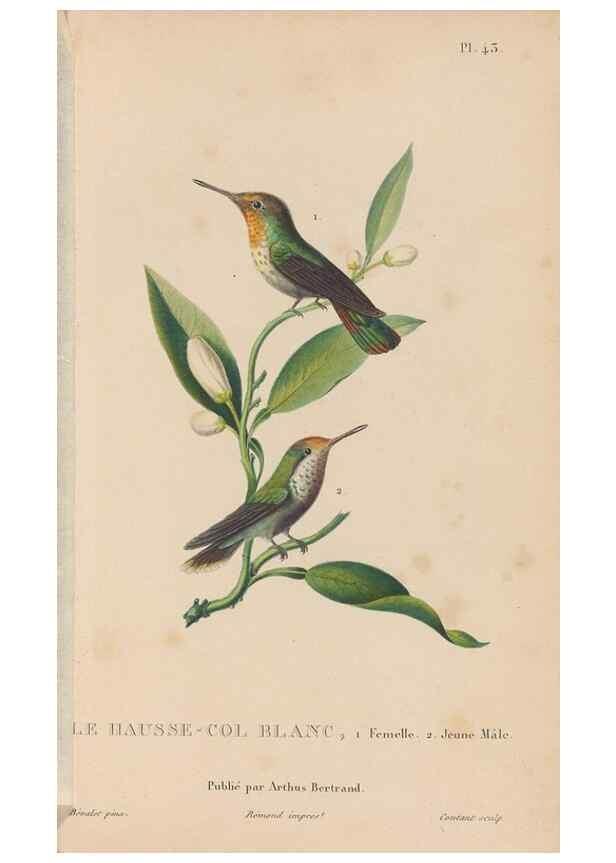 Reproducción/Reproduction 48307409176: Histoire naturelle des oiseaux-mouches :. Paris :Arthus Bertrand,[1829-1830].. 
