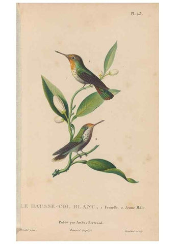Reproducción/Reproduction 48307409176: Histoire naturelle des oiseaux-mouches :. Paris :Arthus Bertrand,[1829-1830].. 