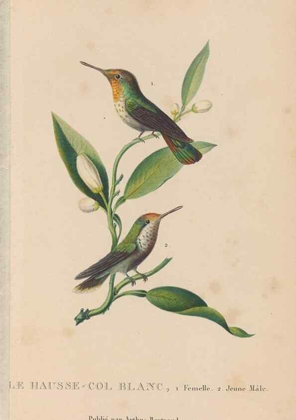 Reproducción/Reproduction 48307409176: Histoire naturelle des oiseaux-mouches :. Paris :Arthus Bertrand,[1829-1830].. 