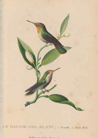Reproducción/Reproduction 48307409176: Histoire naturelle des oiseaux-mouches :. Paris :Arthus Bertrand,[1829-1830].. 