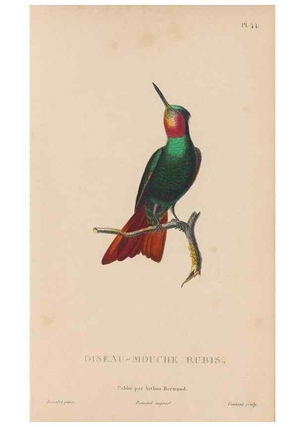 Reproducción/Reproduction 48307409516: Histoire naturelle des oiseaux-mouches :. Paris :Arthus Bertrand,[1829-1830].. 
