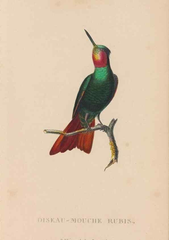 Reproducción/Reproduction 48307409516: Histoire naturelle des oiseaux-mouches :. Paris :Arthus Bertrand,[1829-1830].. 