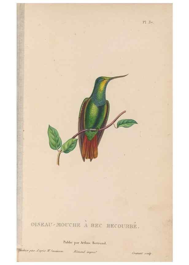 Reproducción/Reproduction 48307520952: Histoire naturelle des oiseaux-mouches :. Paris :Arthus Bertrand,[1829-1830].. 