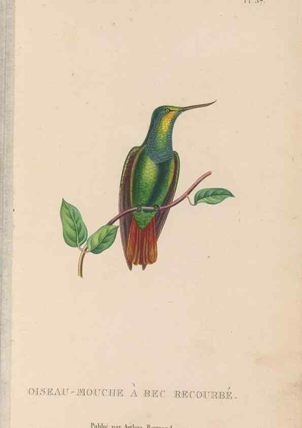 Reproducción/Reproduction 48307520952: Histoire naturelle des oiseaux-mouches :. Paris :Arthus Bertrand,[1829-1830].. 