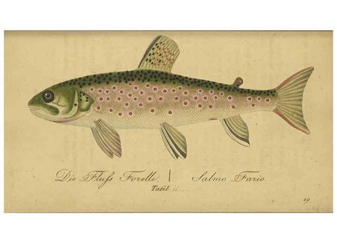Reproducción/Reproduction 40888498213: Fauna Boica oder gemeinnützige Naturgeschichte der Thiere Bayerns /. Nürnberg :In der C.H. Zeh'schen Buchhandlung,1834.. 