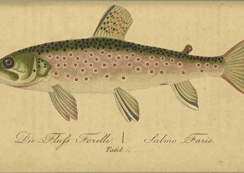 Reproducción/Reproduction 40888498213: Fauna Boica oder gemeinnützige Naturgeschichte der Thiere Bayerns /. Nürnberg :In der C.H. Zeh'schen Buchhandlung,1834.. 