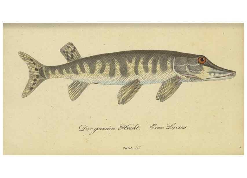 Reproducción/Reproduction 47855139201: Fauna Boica oder gemeinnützige Naturgeschichte der Thiere Bayerns /. Nürnberg :In der C.H. Zeh'schen Buchhandlung,1834.. 