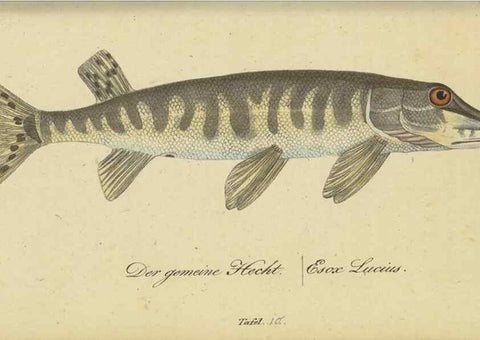 Reproducción/Reproduction 47855139201: Fauna Boica oder gemeinnützige Naturgeschichte der Thiere Bayerns /. Nürnberg :In der C.H. Zeh'schen Buchhandlung,1834.. 