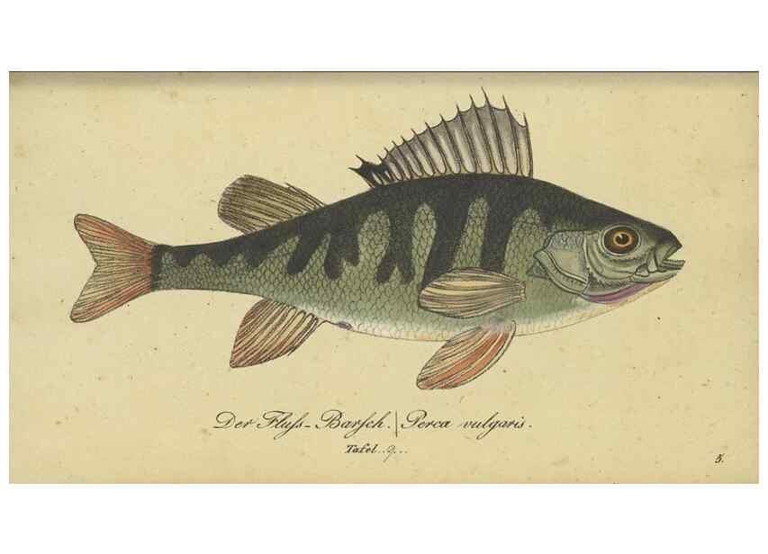 Reproducción/Reproduction 32911039957: Fauna Boica oder gemeinnützige Naturgeschichte der Thiere Bayerns /. Nürnberg :In der C.H. Zeh'schen Buchhandlung,1834.. 