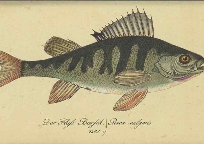 Reproducción/Reproduction 32911039957: Fauna Boica oder gemeinnützige Naturgeschichte der Thiere Bayerns /. Nürnberg :In der C.H. Zeh'schen Buchhandlung,1834.. 