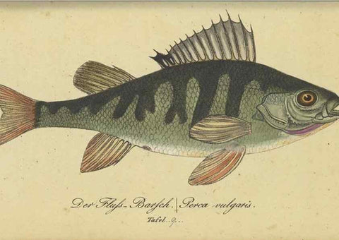 Reproducción/Reproduction 32911039957: Fauna Boica oder gemeinnützige Naturgeschichte der Thiere Bayerns /. Nürnberg :In der C.H. Zeh'schen Buchhandlung,1834.. 