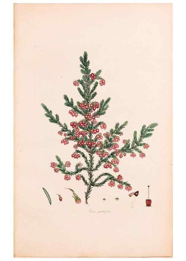 Reproducción/Reproduction 46924469395: Coloured engravings of heaths :. London :Published by the Author. Printed by T. Bensley,1802-09 [1830?]. 