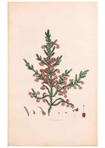 Reproducción/Reproduction 46924469395: Coloured engravings of heaths :. London :Published by the Author. Printed by T. Bensley,1802-09 [1830?]. 