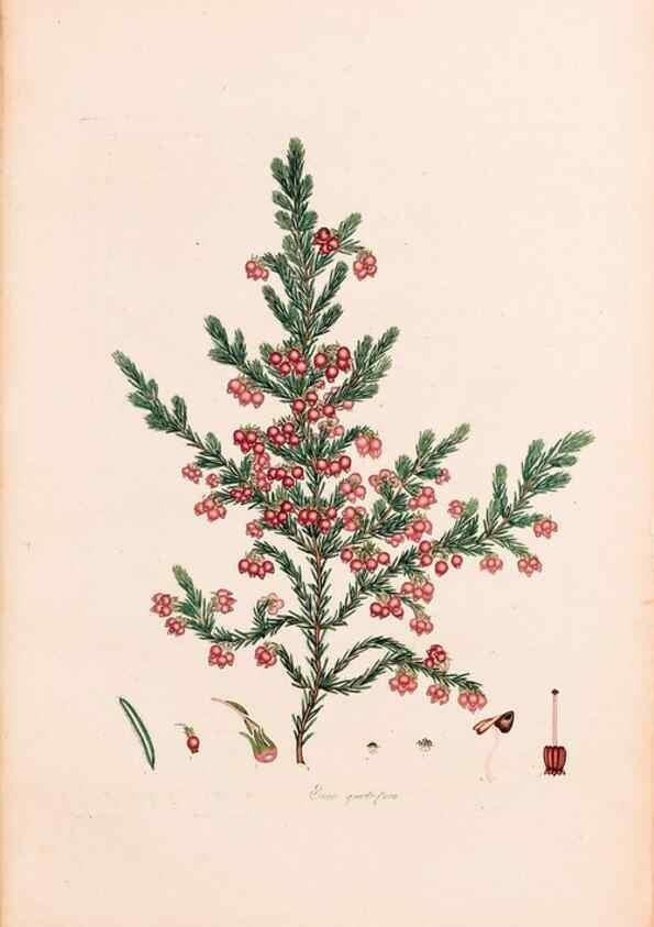 Reproducción/Reproduction 46924469395: Coloured engravings of heaths :. London :Published by the Author. Printed by T. Bensley,1802-09 [1830?]. 