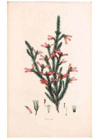 Reproducción/Reproduction 47788654012: Coloured engravings of heaths :. London :Published by the Author. Printed by T. Bensley,1802-09 [1830?]. 