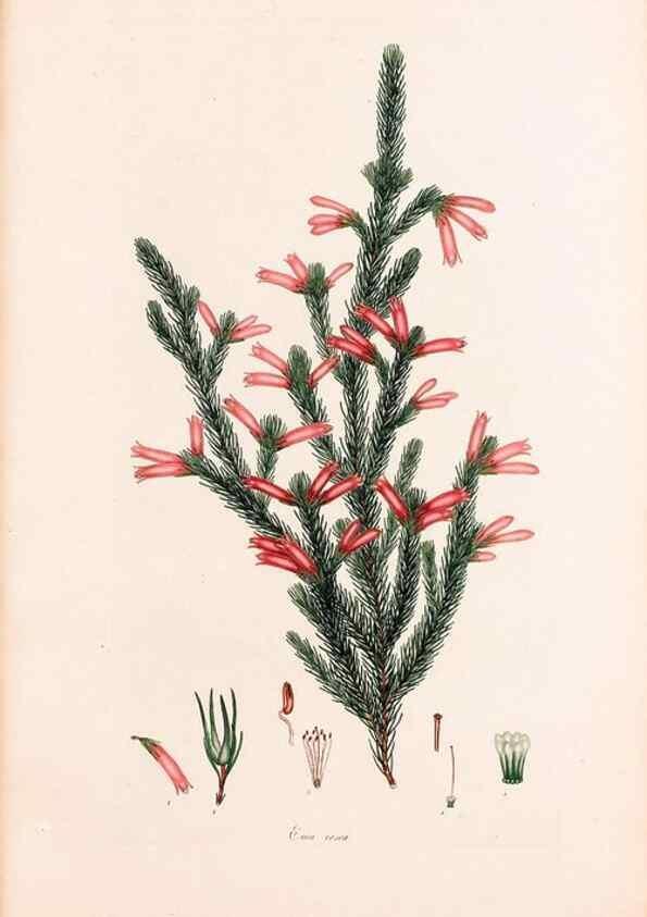 Reproducción/Reproduction 47788654012: Coloured engravings of heaths :. London :Published by the Author. Printed by T. Bensley,1802-09 [1830?]. 