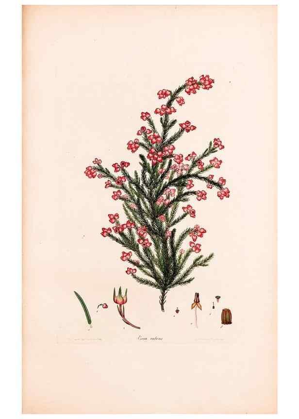 Reproducción/Reproduction 40874058453: Coloured engravings of heaths :. London :Published by the Author. Printed by T. Bensley,1802-09 [1830?]. 